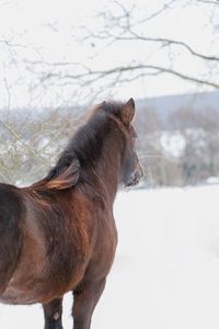 Druck_Soley im Schnee-3